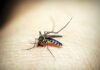Czy denga jest wyleczalna?