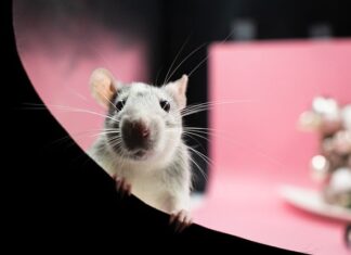 Co może zrobić szczur człowiekowi?